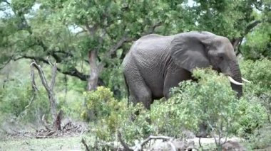 kruger national park Güney Afrika ormanda yürürken bir fil gelen pan