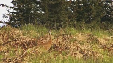 Sandhill crane alaskan orman çayırlarda takip