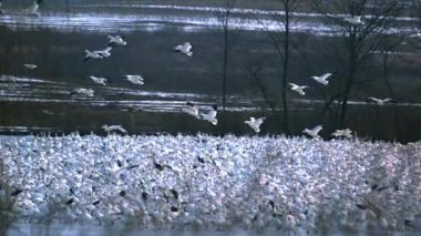 kar kazları flock uçan