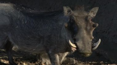 yaban domuzu vahşi