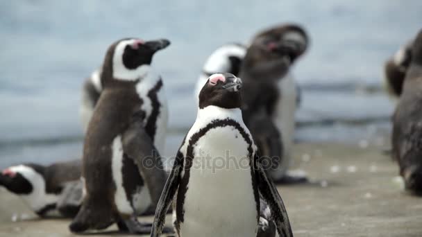 Пингвин подмигивает глазами в сторону камеры на пляже в каменистой точке на юге — стоковое видео