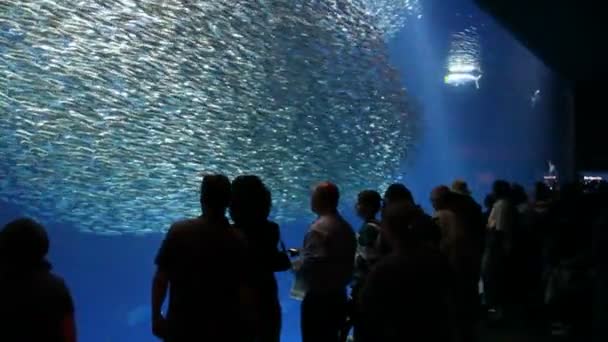 La gente ve peces en el acuario Fotografías de stock