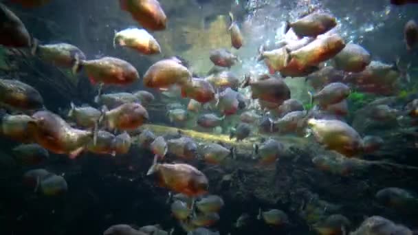 Piranha colossoma macropomum в аквариуме — стоковое видео