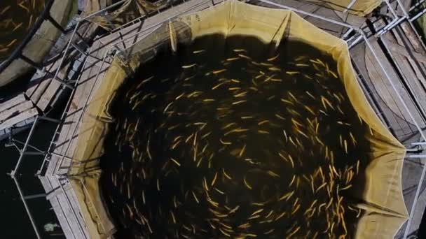 养殖渔业的鳟鱼池 — 图库视频影像