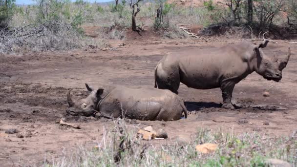 Rhino familie loopt-weg van een droge waterpool in hluhluwe imfolozi — Stockvideo