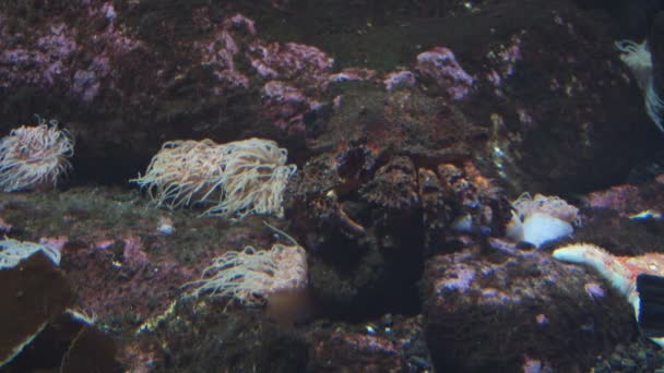 Rock crab äta — Stockvideo