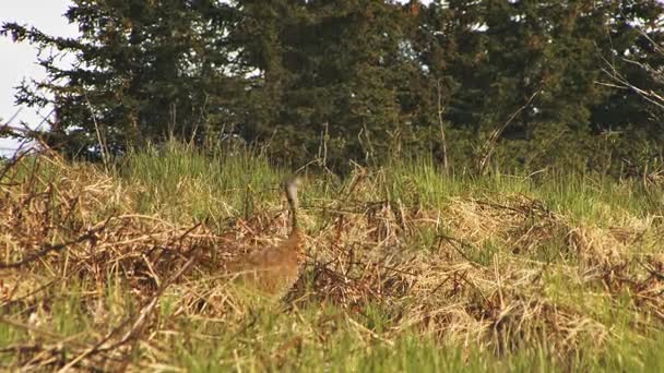 Grúa arenisca acechando a través del prado del bosque de Alaska — Vídeos de Stock