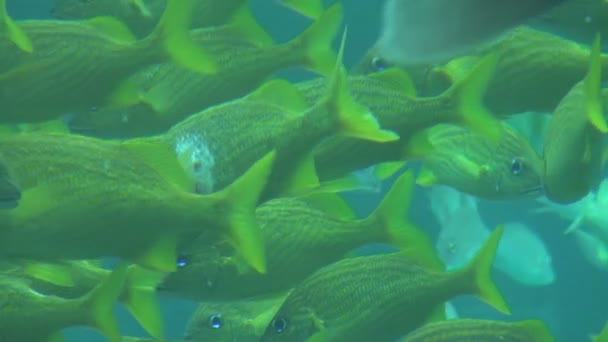 Escuela de peces tropicales amarillos — Vídeos de Stock