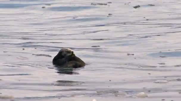 Seeotter pflegt sich im eisigen Wasser — Stockvideo