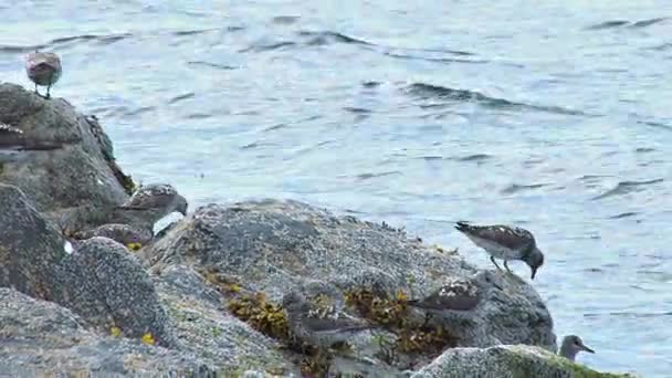 Seabirds lifting off rock near water — Stock Video