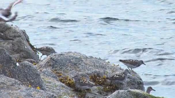 Aves marinas sobre rocas junto a un cuerpo de agua — Vídeos de Stock