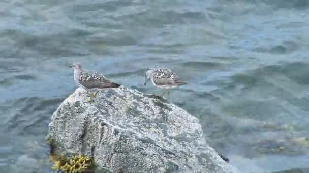 Mořských ptáků, stojící na skále nad vodou — Stock video