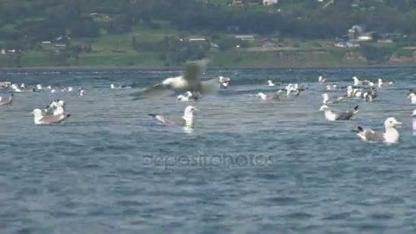 Чайки плавающие на волнах с сушей вдалеке — стоковое видео