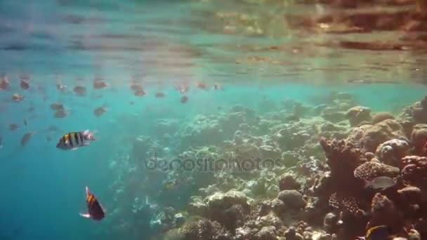 Sargento mayor arrecife de peces con una variedad de corales duros y blandos — Vídeos de Stock