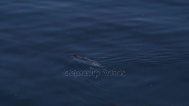 Seal swims through the water — Stock Video