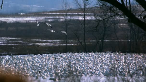 接地の群れの上を飛んでスローモーション雪ガチョウ — ストック動画