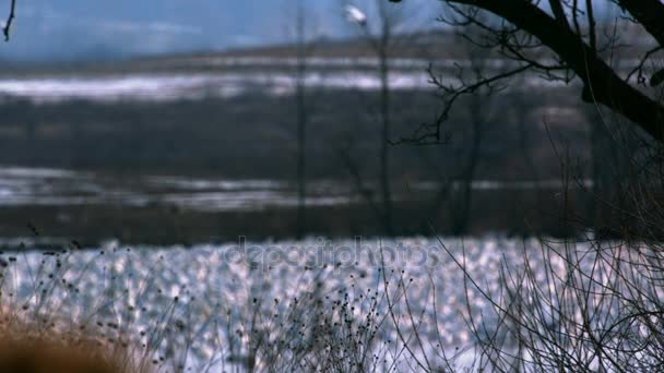 Slowmotion rack fokus på Snögås flock — Stockvideo