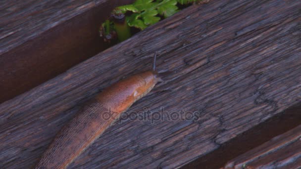 Nacktschnecke auf Holzbank — Stockvideo