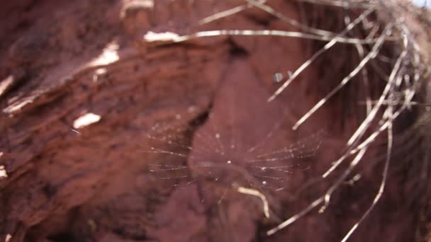 Pequeña tela de araña del desierto soplando en la brisa — Vídeos de Stock