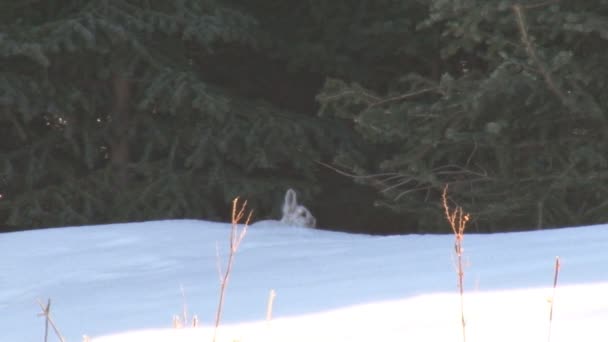 Lebre de sapatos de neve na floresta coberta de neve — Vídeo de Stock