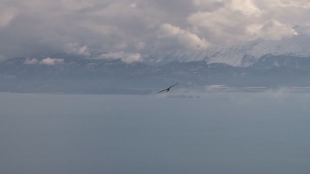 aigle planant surplombant paysage pittoresque 