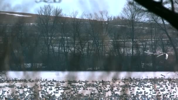 Cygnes de la toundra survolant — Video