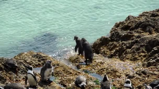 Deux pingouins marchant vers l'eau à point caillouteux — Video