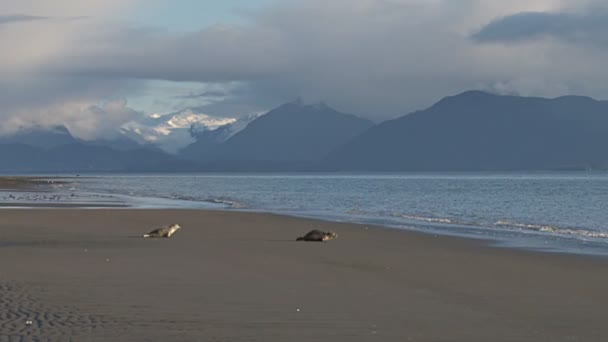 Dos focas rehabilitadas regresando a la naturaleza — Vídeo de stock