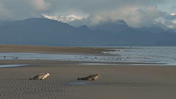 Deux phoques remis en état — Video