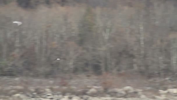 deux pygargues à tête blanche en vol 