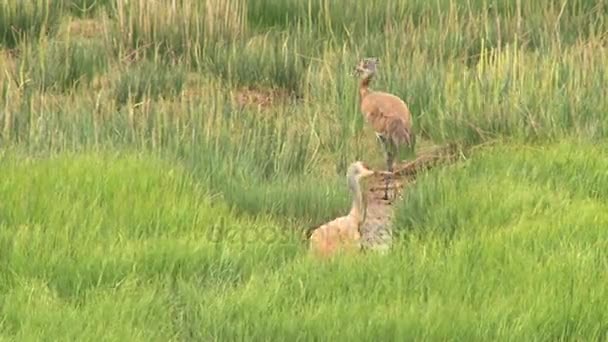 Two sandhill cranes walking through grassy meadow — Stock Video