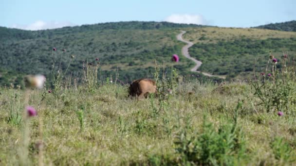 Dois warthogs andando ao redor — Vídeo de Stock