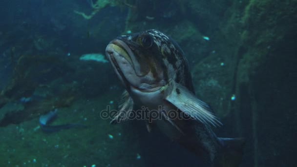 Lelijke zwevende vissen in aquarium — Stockvideo