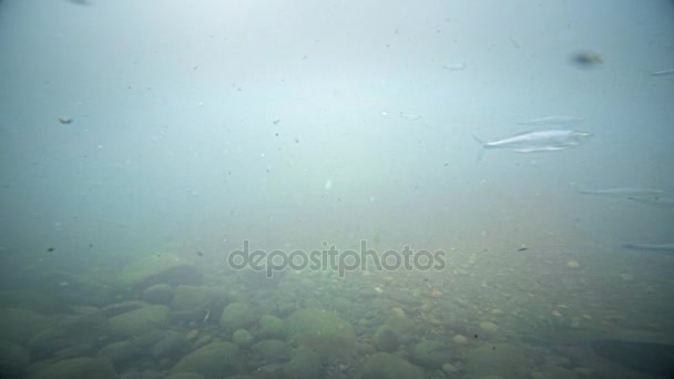 Vista de los peces bajo el agua en — Vídeos de Stock