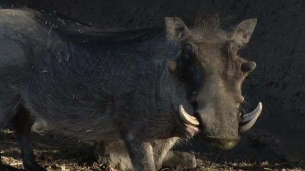 Warthog in the wilderness — Stock Video