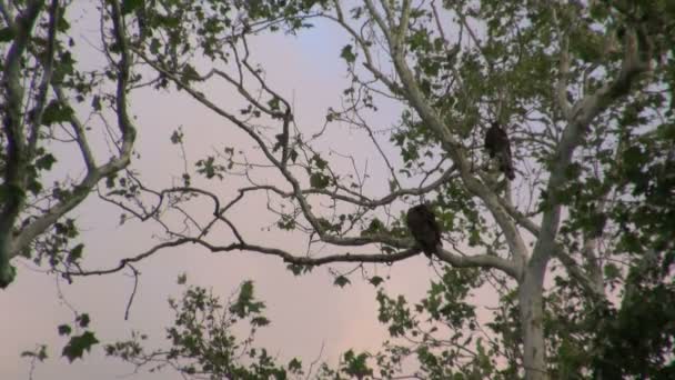 Buitres encaramados en un árbol alto — Vídeo de stock