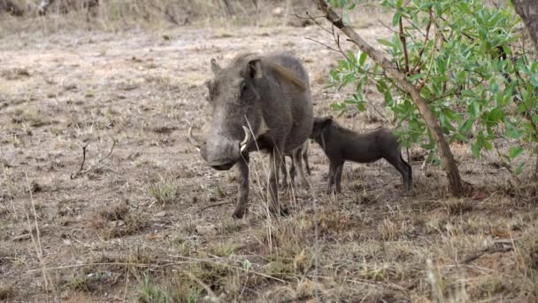 Warthog with his young one — Stock Video