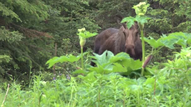 Obezřetný matkou moose — Stock video