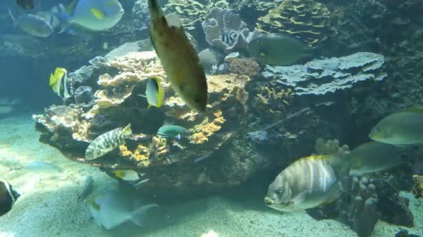 Plan large de diverses espèces de poissons nageant dans un aquarium — Video