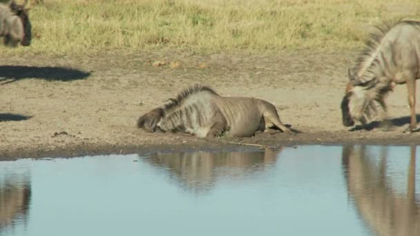 在饮水处的角羚 — 图库视频影像
