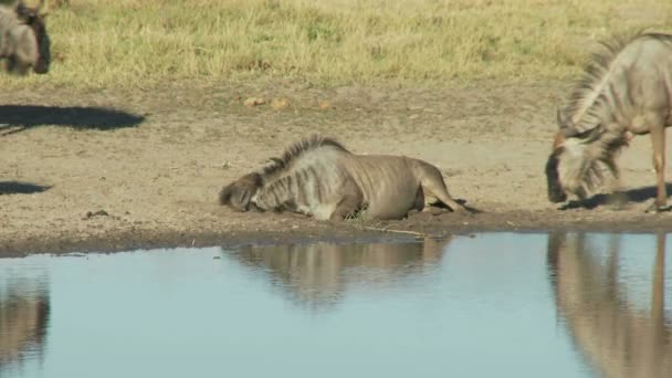 Gnous au trou à boire — Video