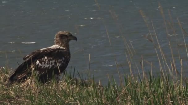 Молодой лысый орлан на блефе — стоковое видео