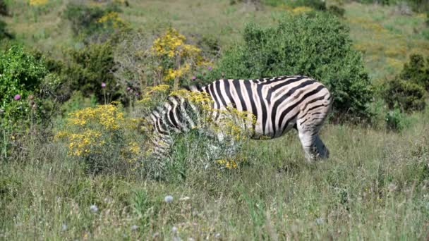 Зебра ест траву в слоне аддо — стоковое видео