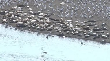 Martılar ve foklar kıyı, nehir ağzı üzerinde sürüleri