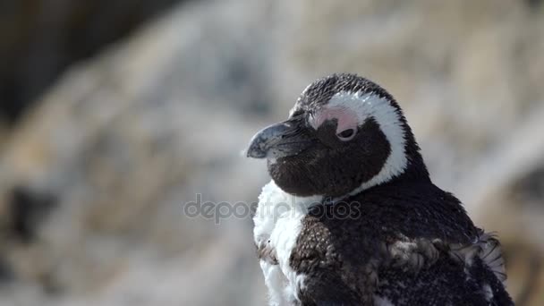 Close-up van een Rui pinguïn — Stockvideo