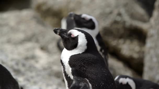 Närbild från en sömnig pinguin Videoklipp