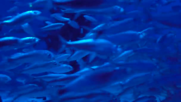 European sprat sprattus — Stock Footage European sprat sprattus Stock Footage