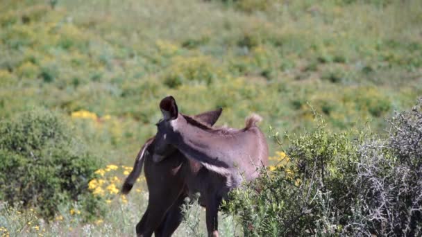 Kudu hembra limpiando su piel — Vídeos de Stock