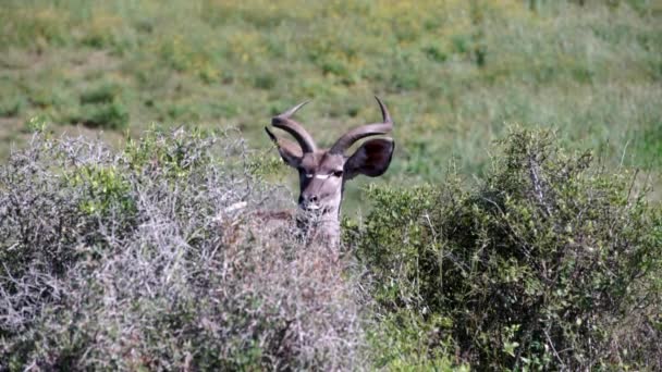 Female kudu looking towards — Stock Video