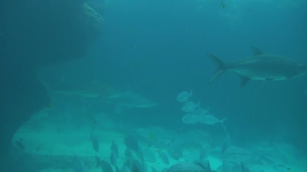 Lubina y tiburones en azul oscuro — Vídeo de stock